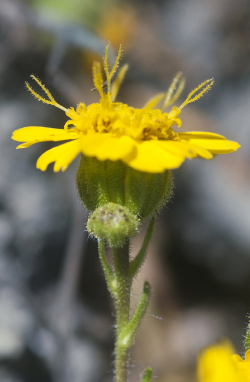 Hall’s tarweed (Deinandra halliana) inflorescence. Vicinity of Parkfield (San Luis Obispo County, CA), March 28, 2013. Copyright © 2015 Chris Winchell. Hall’s tarweed (Deinandra halliana) inflorescence. Vicinity of Parkfield (San Luis Obispo County, CA), March 28, 2013. Copyright © 2015 Chris Winchell.